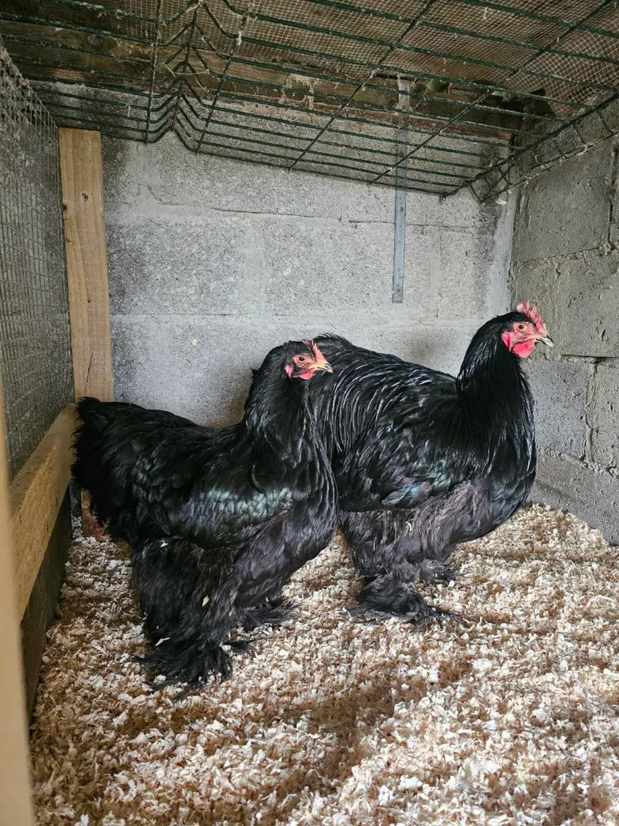 Call ducks,cochins,Japanese bantams - Image 4