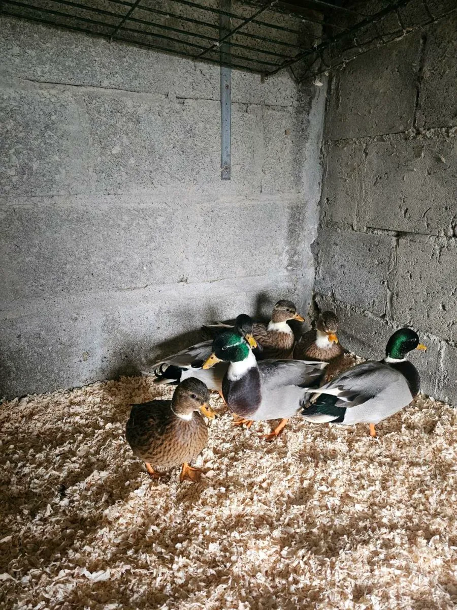 Call ducks,cochins,Japanese bantams - Image 2