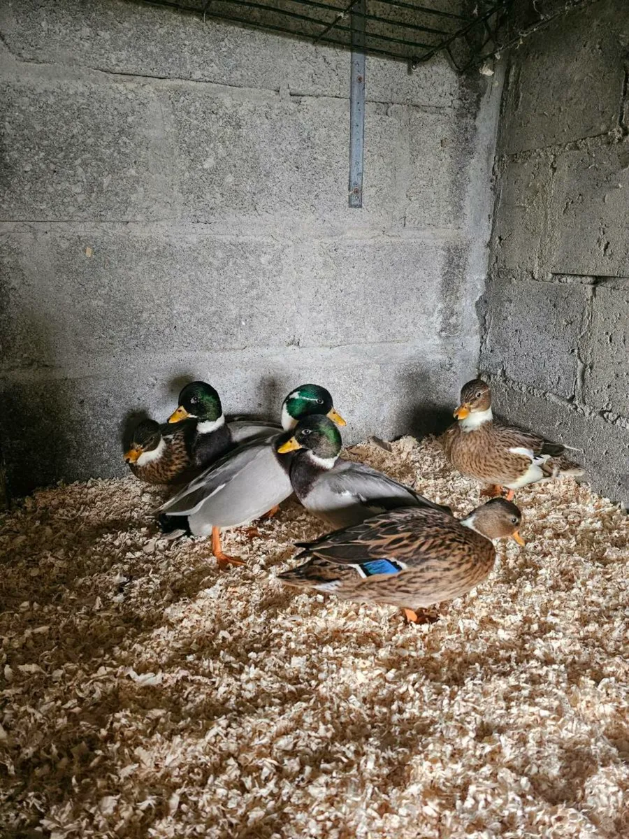 Call ducks,cochins,Japanese bantams - Image 3