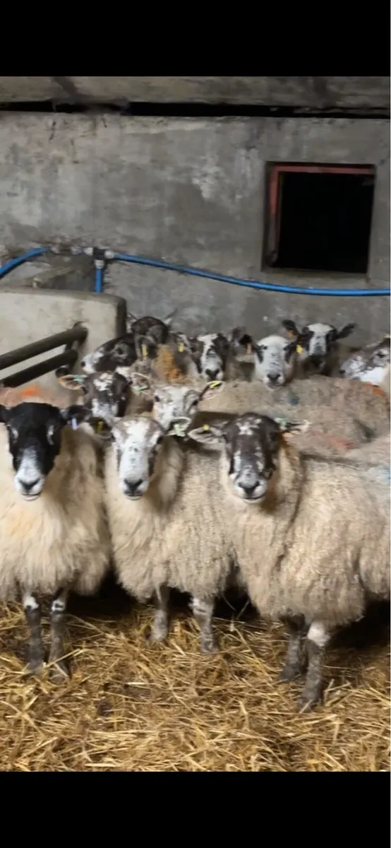 12 full mouth mule ewes carrying singles - Image 2