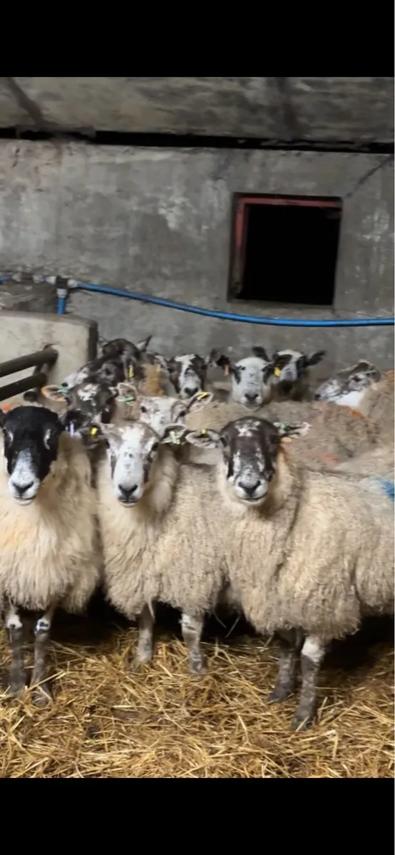 12 full mouth mule ewes carrying singles - Image 3