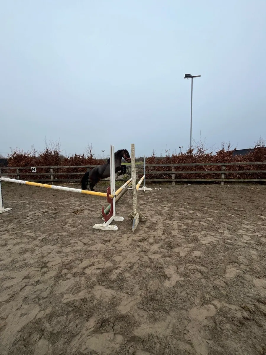 128cm gelding - Image 3