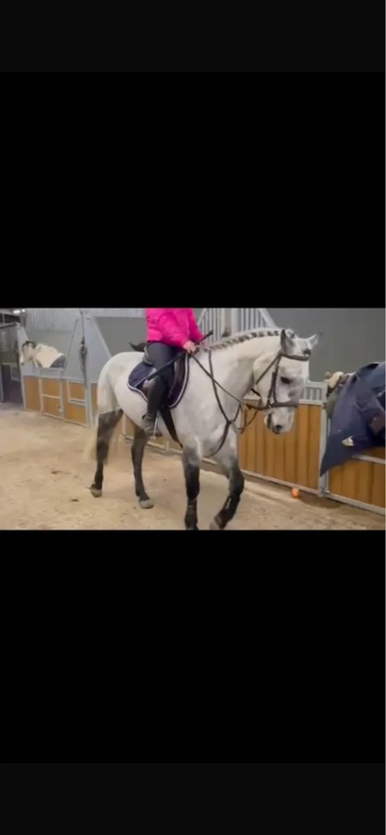 148cm 5 year old mare - Image 1