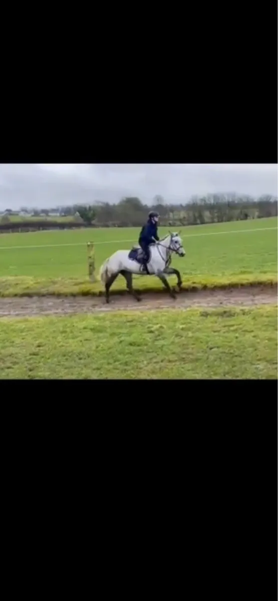 148cm 5 year old mare - Image 3