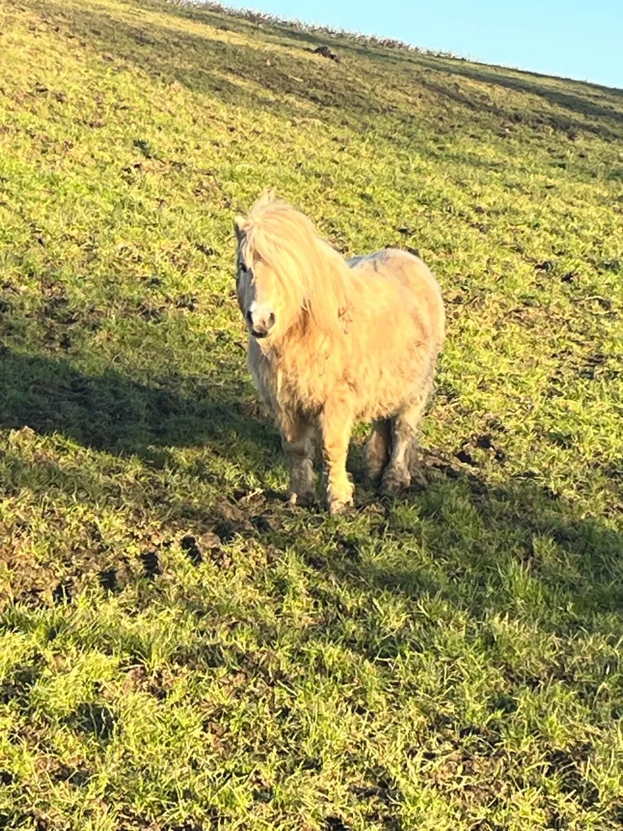 Mare pony’s Infoal - Image 4