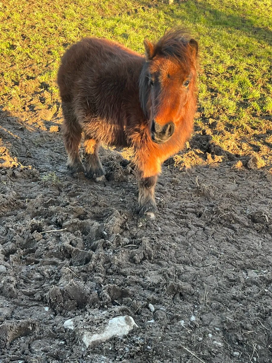 Mare pony’s Infoal - Image 1