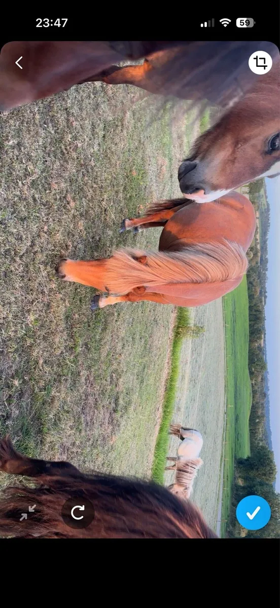 Mare pony’s Infoal - Image 3