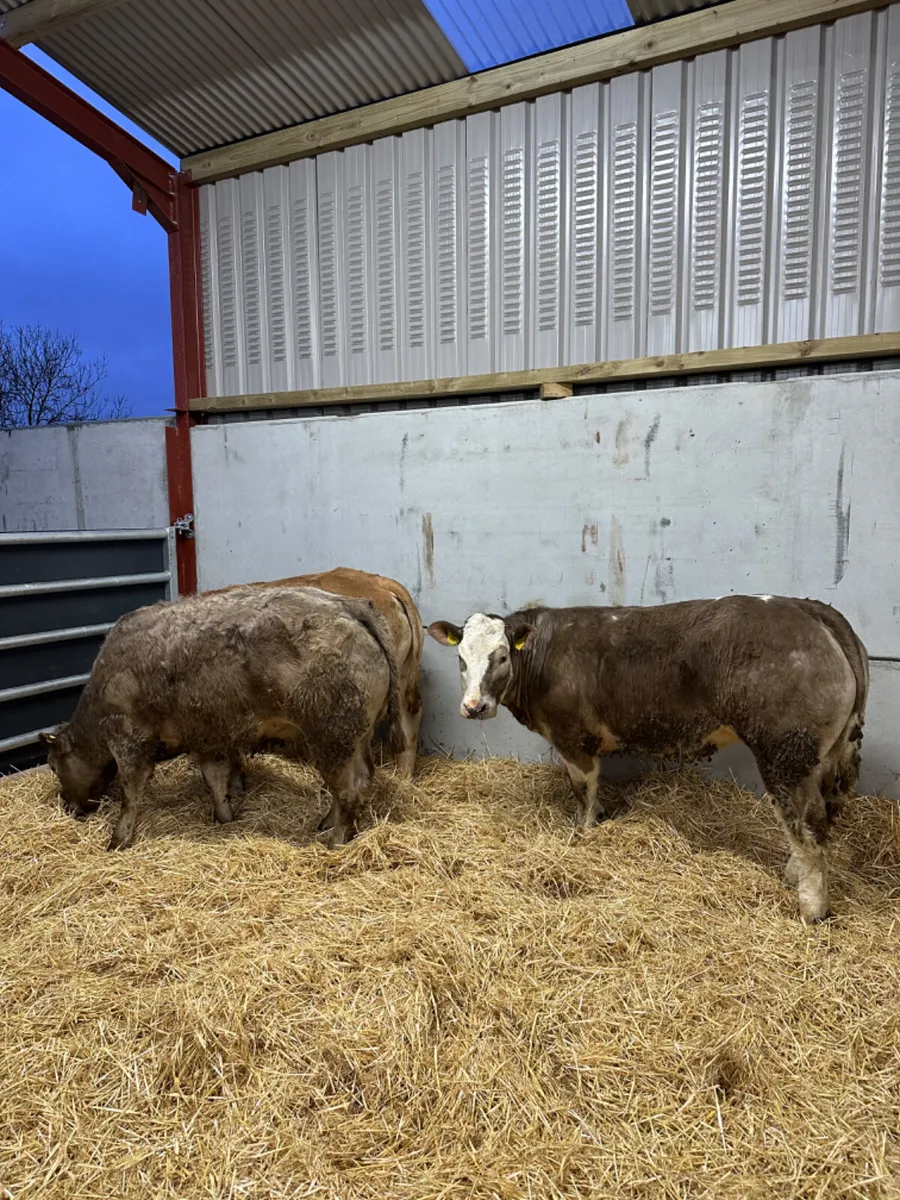 E grade Charolais heifers - Image 1