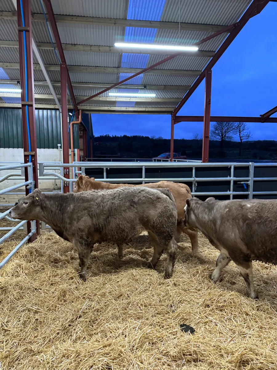 E grade Charolais heifers - Image 2