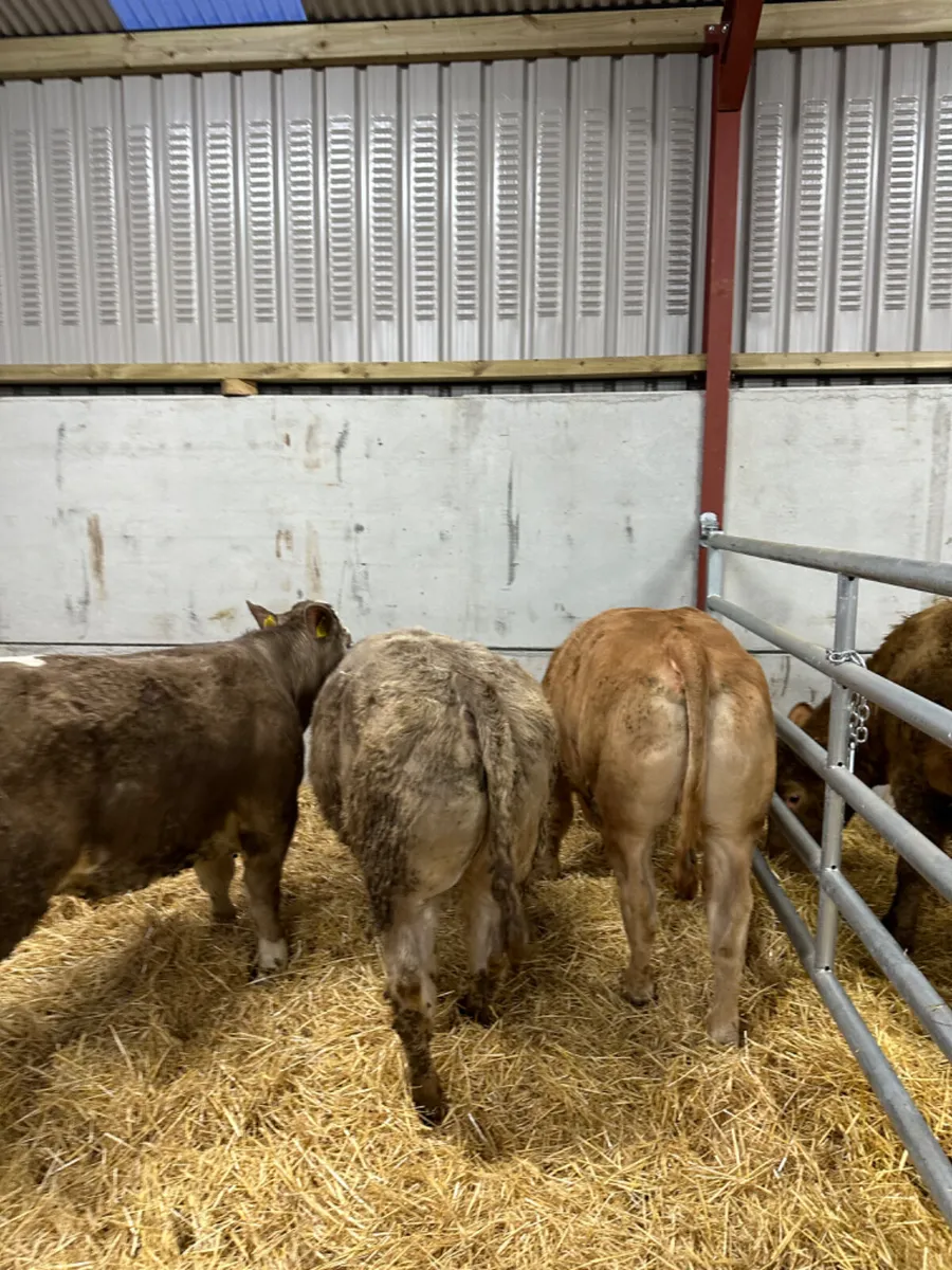 E grade Charolais heifers - Image 4
