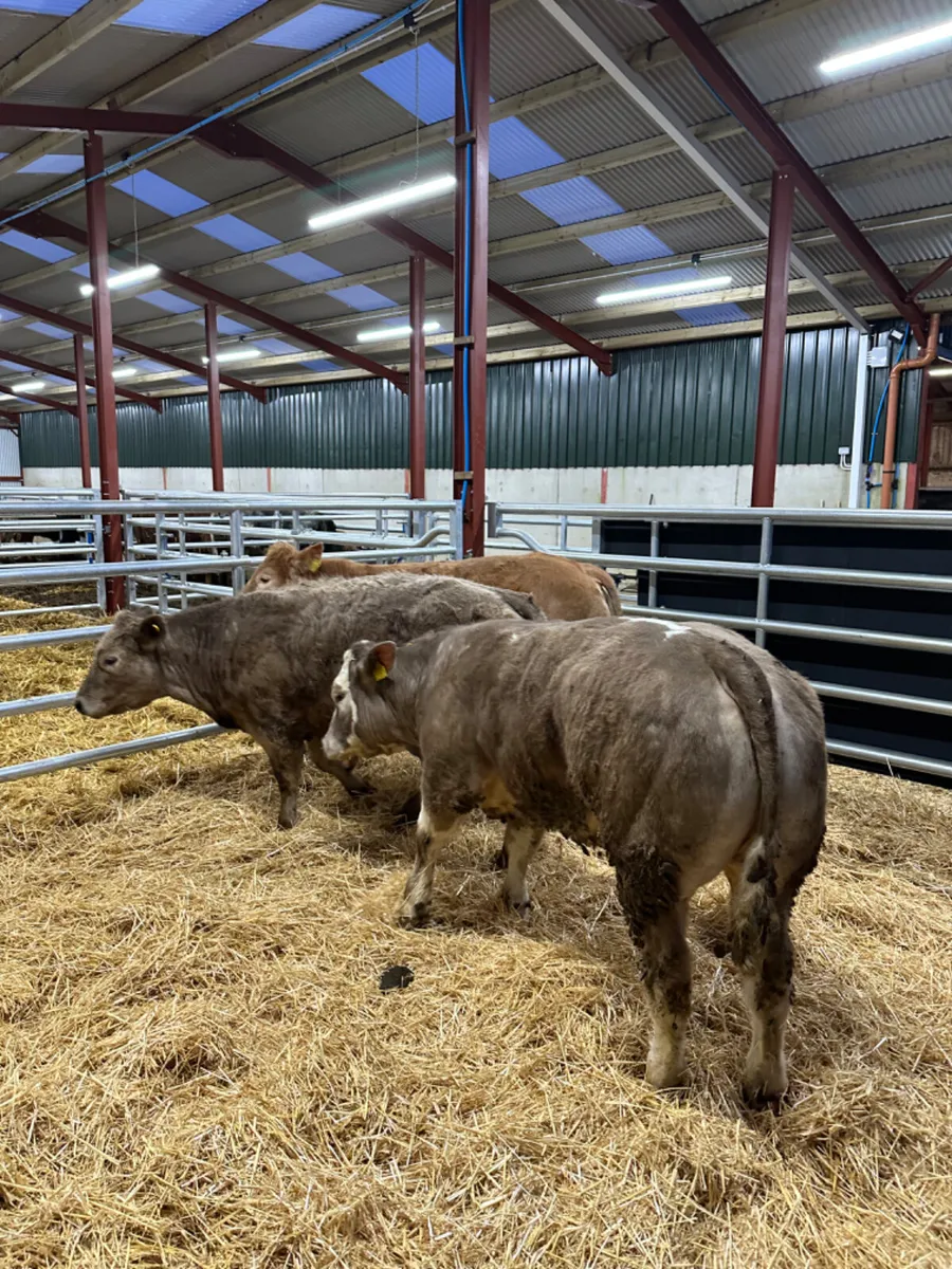 E grade Charolais heifers - Image 3