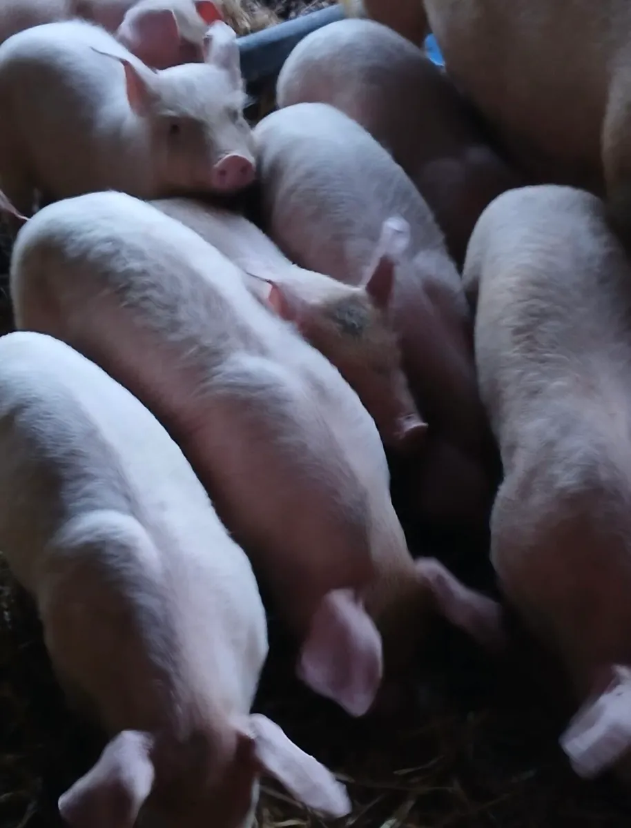 Large white weaners - Image 1