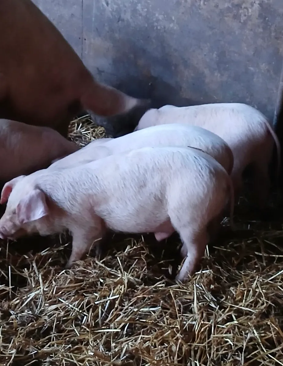 Large white weaners - Image 2