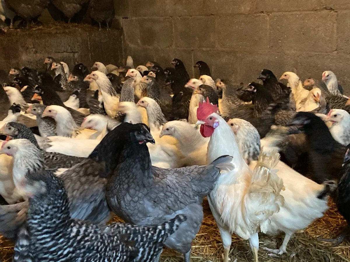 Pullets and ducks - Image 2