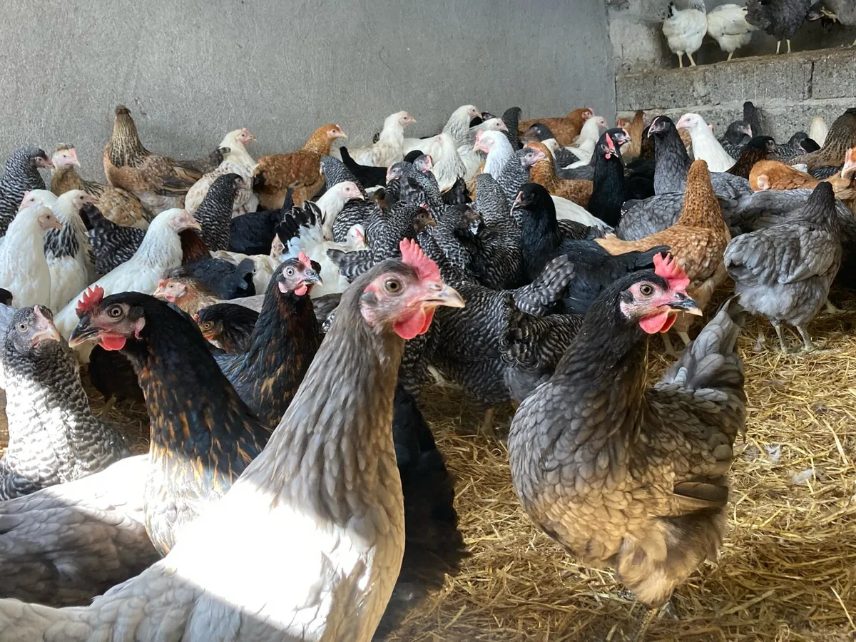 Pullets and ducks - Image 1