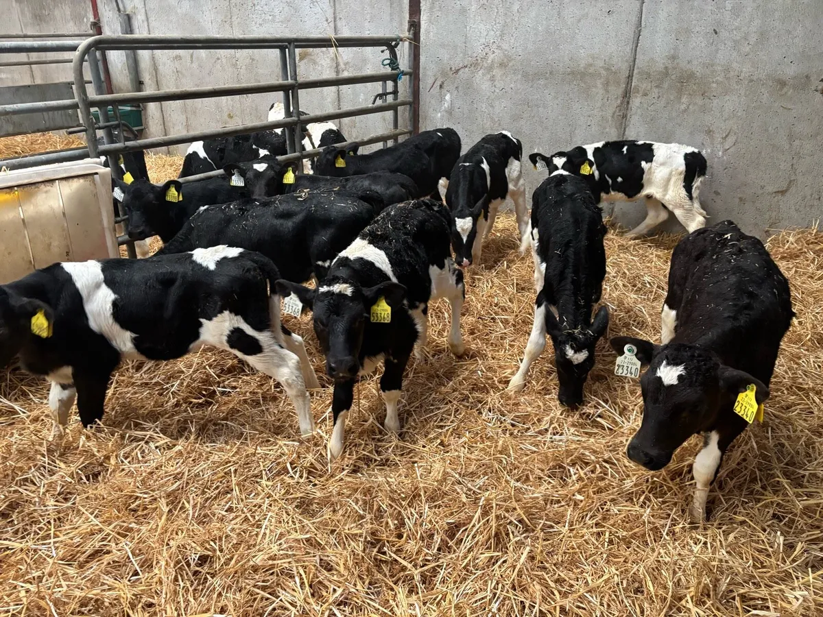 Pedigree heifer calves - Image 2