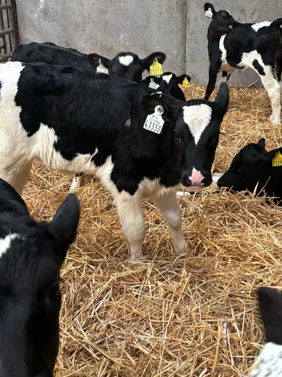 Pedigree heifer calves - Image 3
