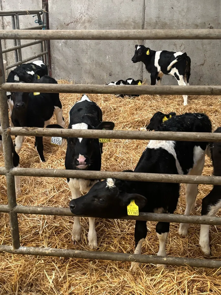 Pedigree heifer calves - Image 4