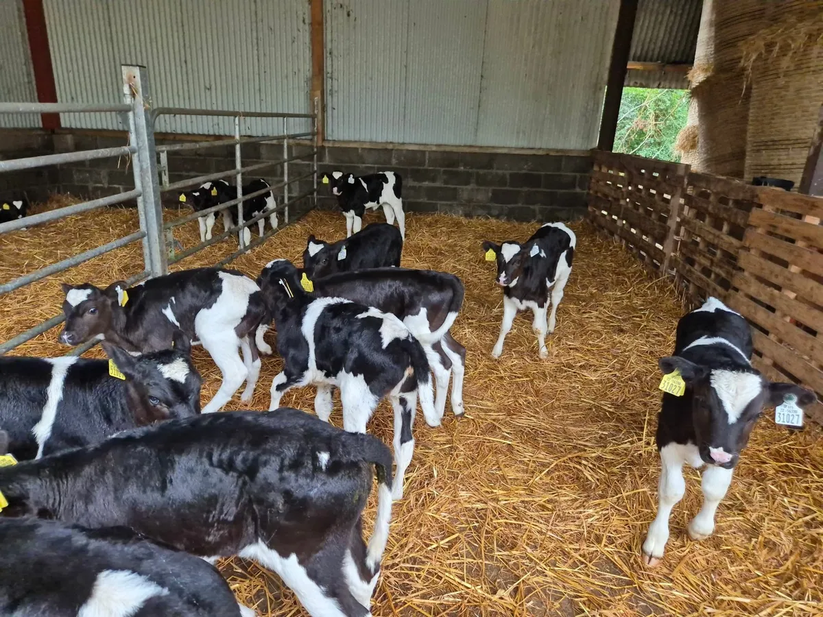 Calf Sale