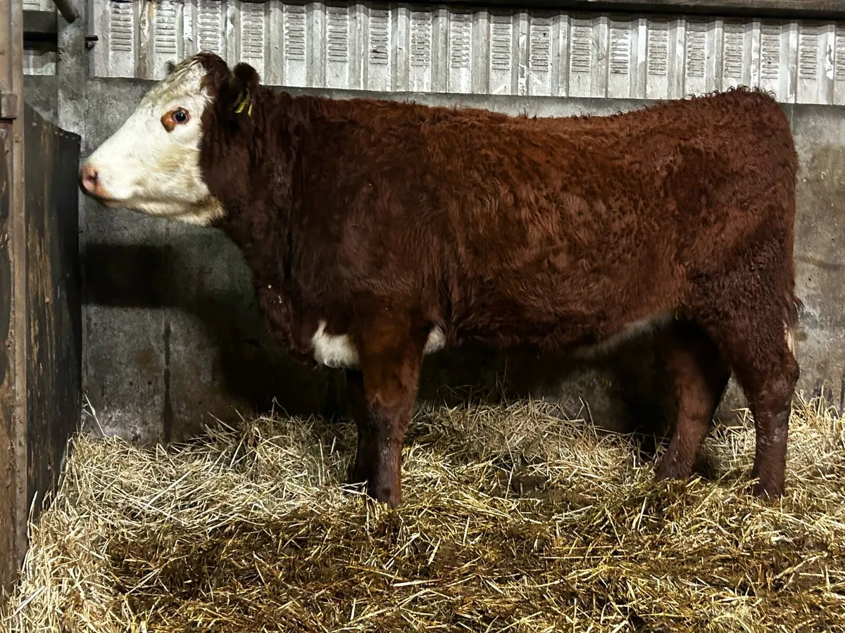 In-Calf Heifer Due 16th Of April To A.I AA8172 - Image 1
