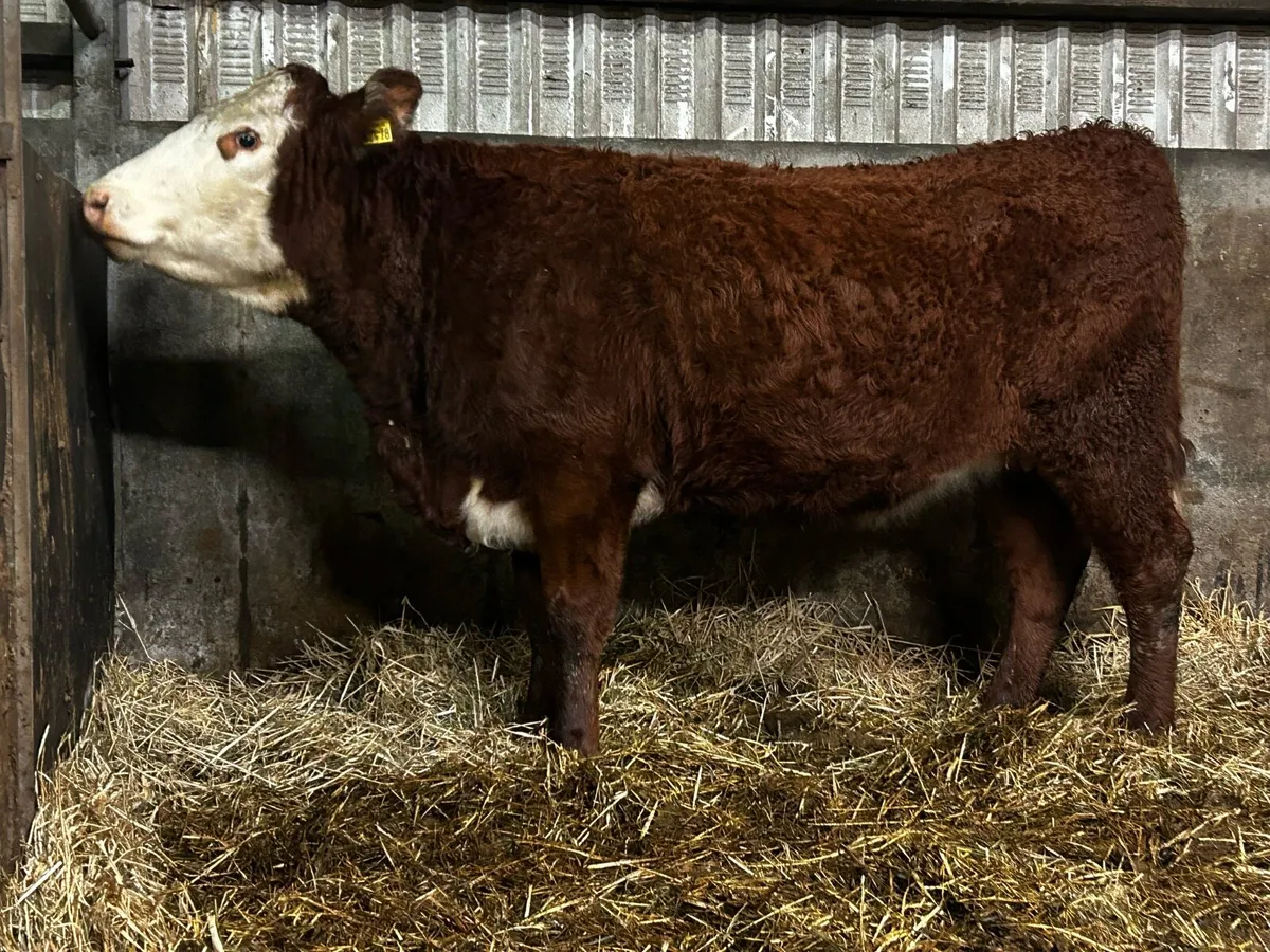 In-Calf Heifer Due 16th Of April To A.I AA8172 - Image 2