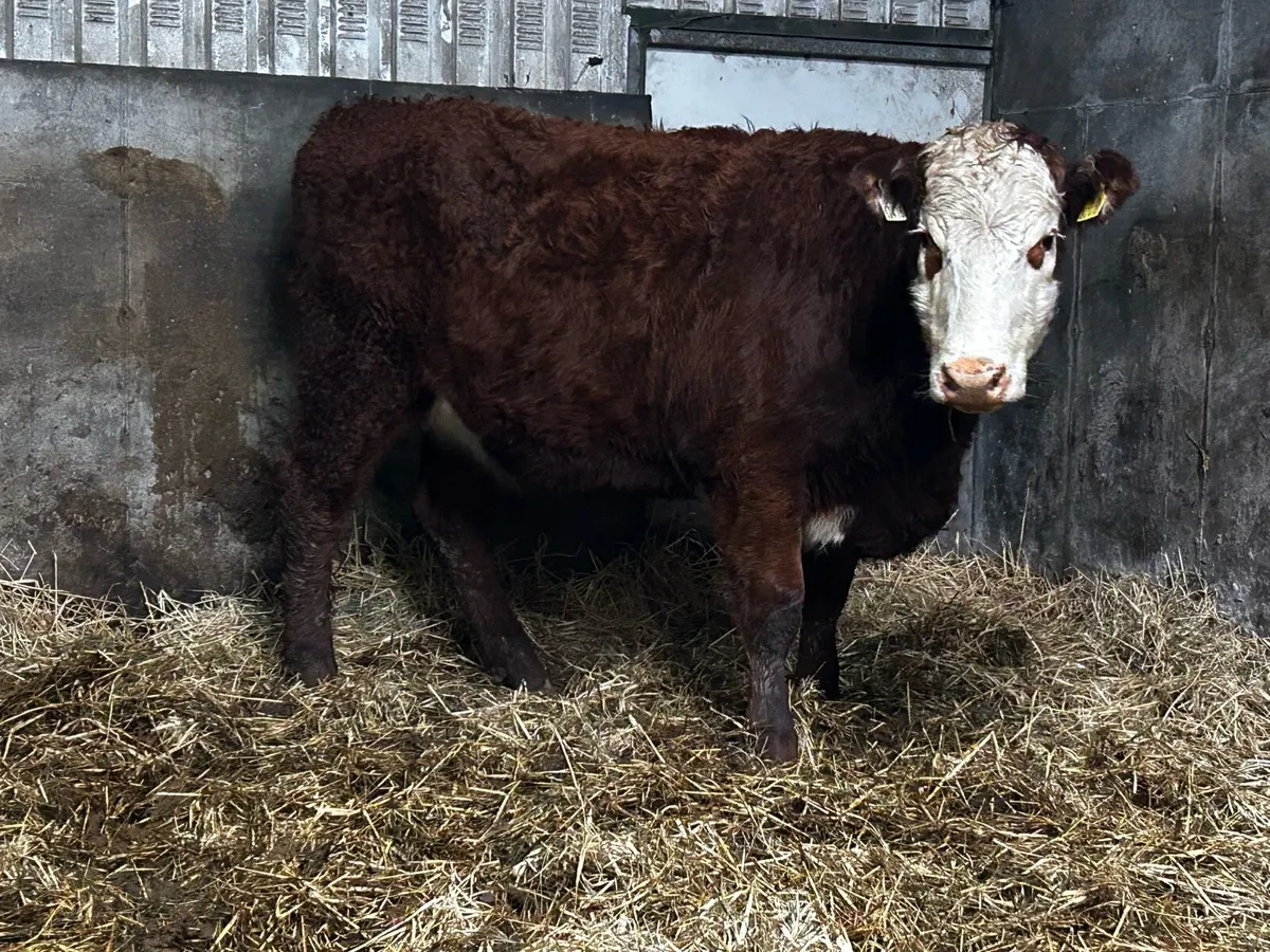 In-Calf Heifer Due 16th Of April To A.I AA8172 - Image 4