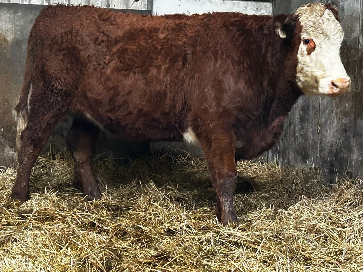 In-Calf Heifer Due 16th Of April To A.I AA8172 - Image 3