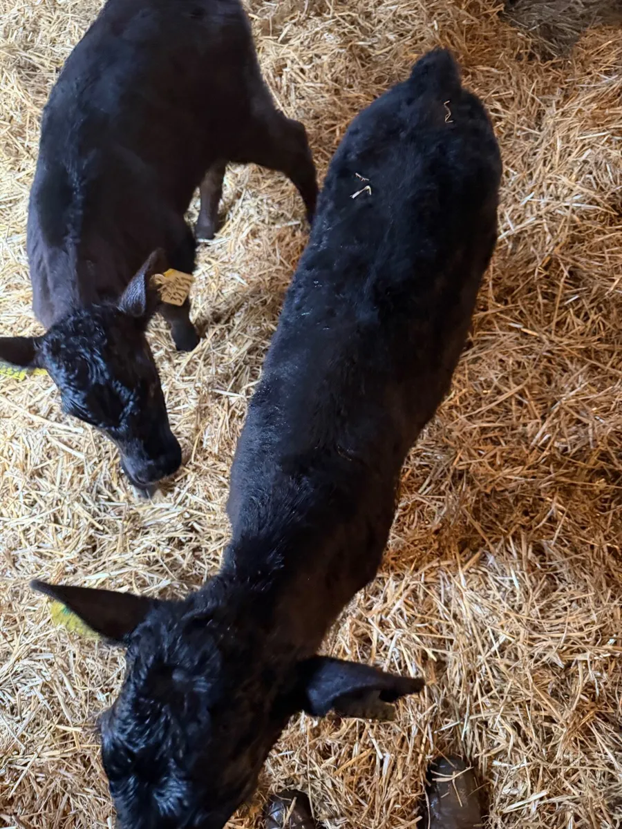 Calves - Image 1