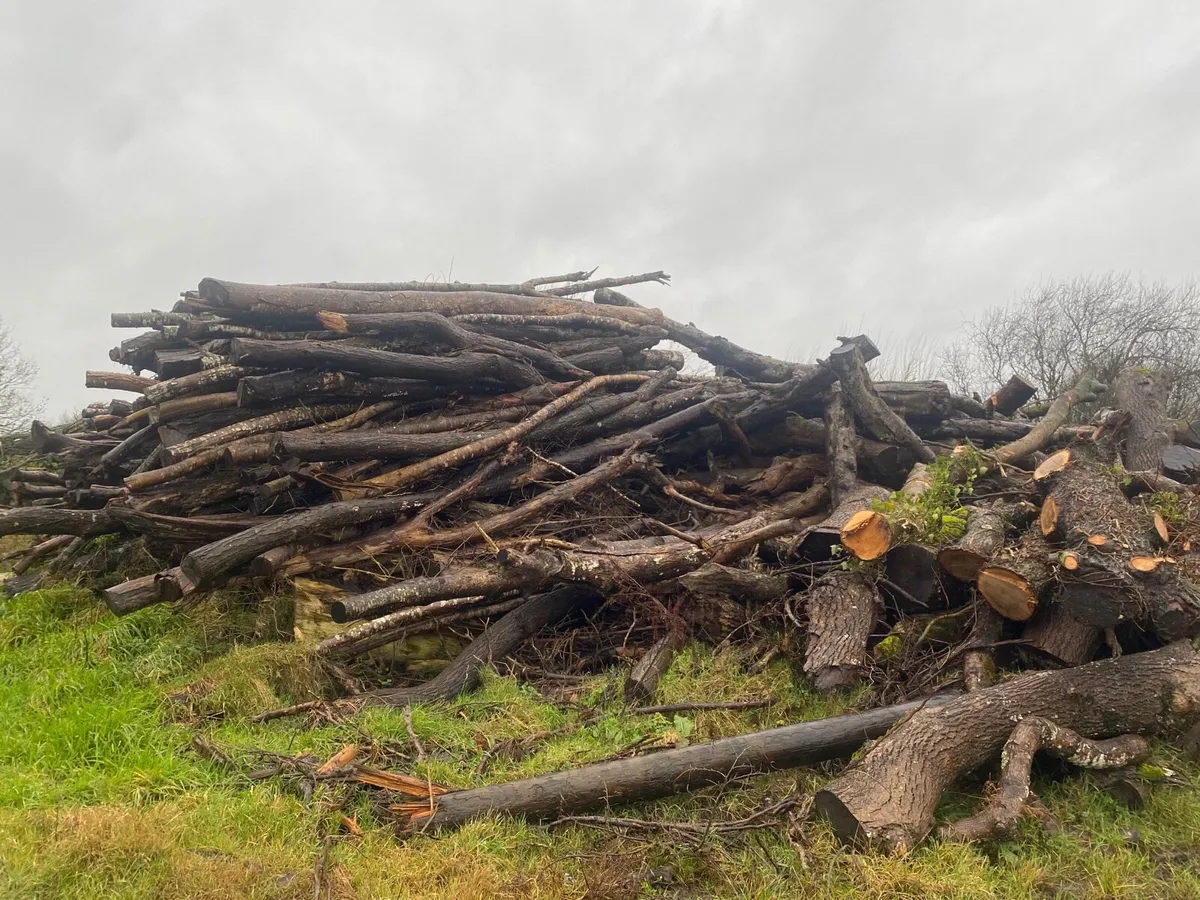 Timber for sale - Image 2