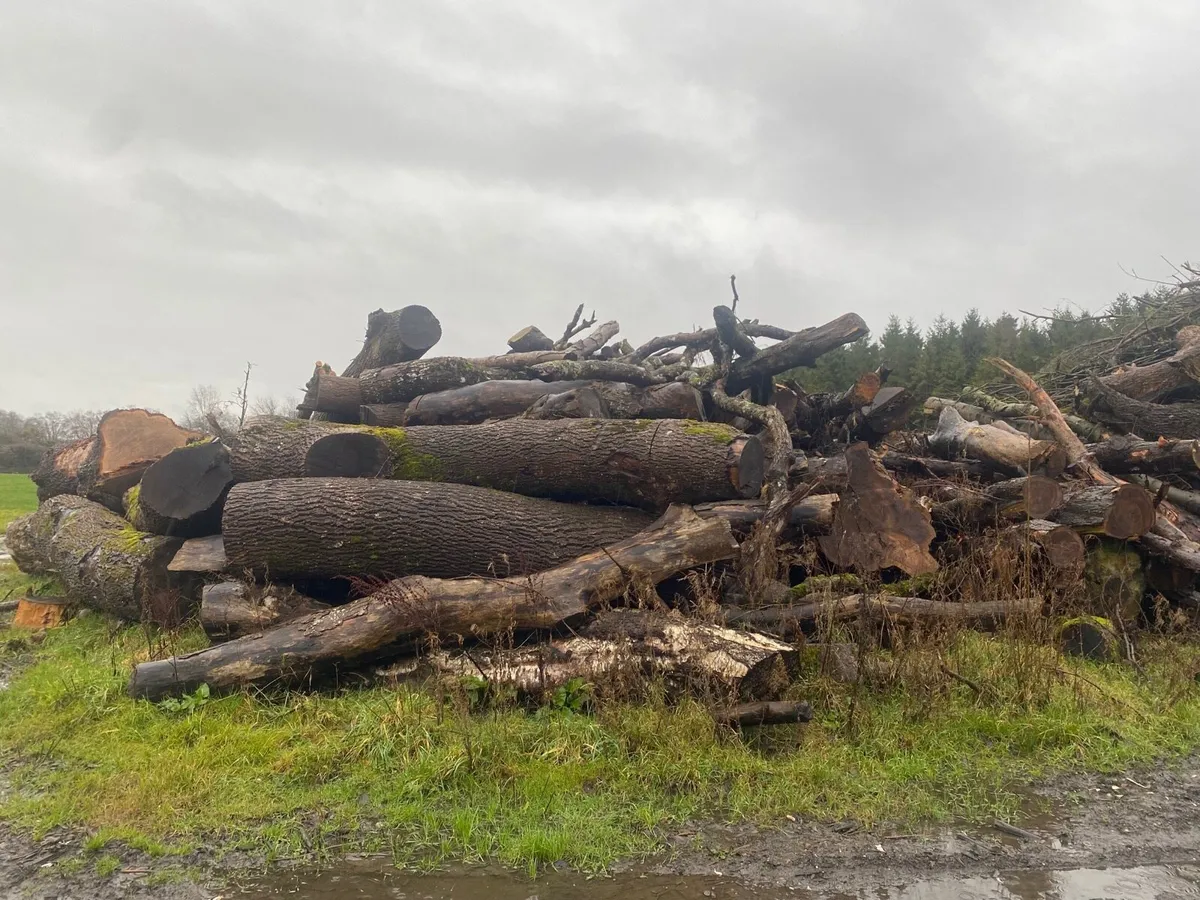 Timber for sale - Image 3