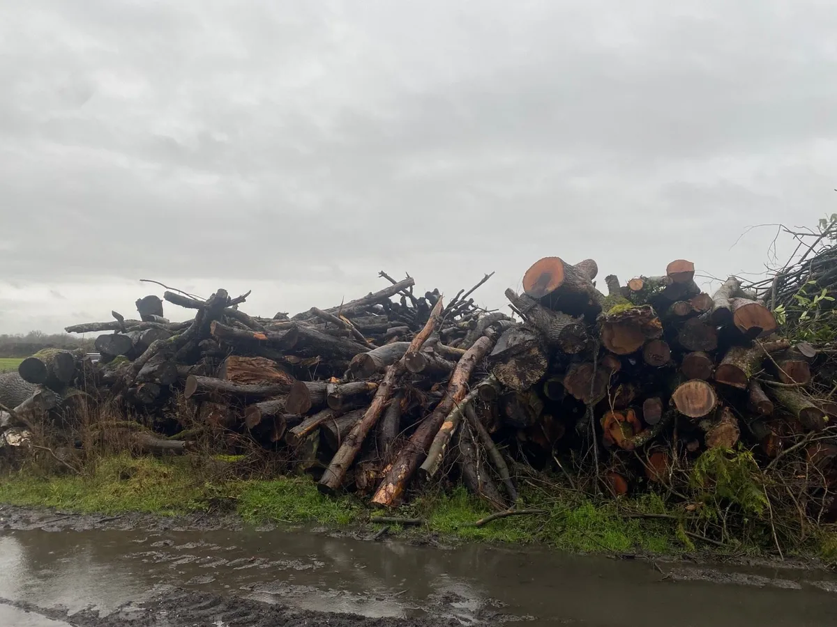 Timber for sale - Image 4