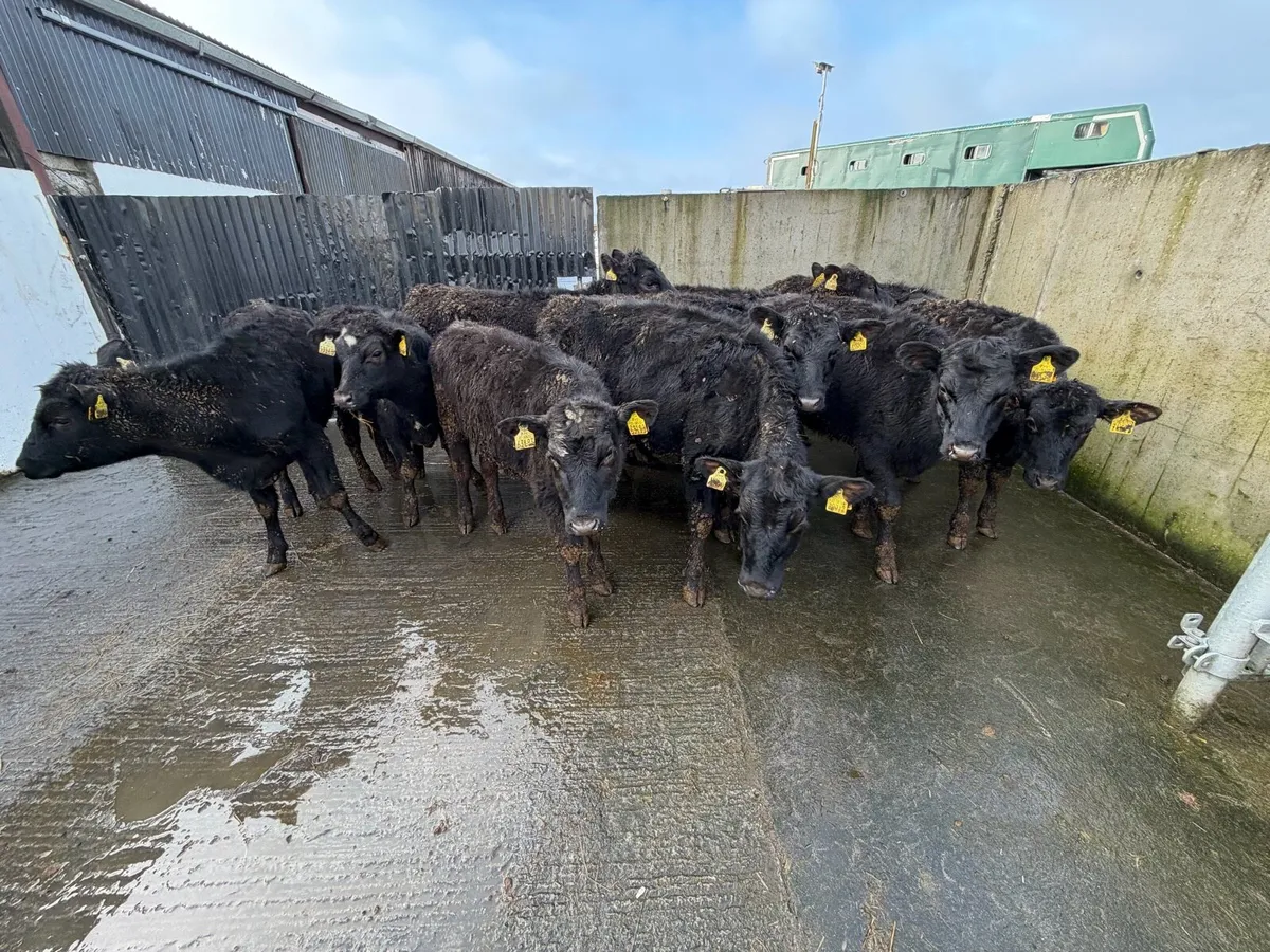 11 Super Angus Heifer Weanling for sale - Image 1