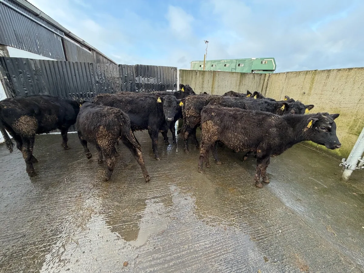 11 Super Angus Heifer Weanling for sale - Image 4