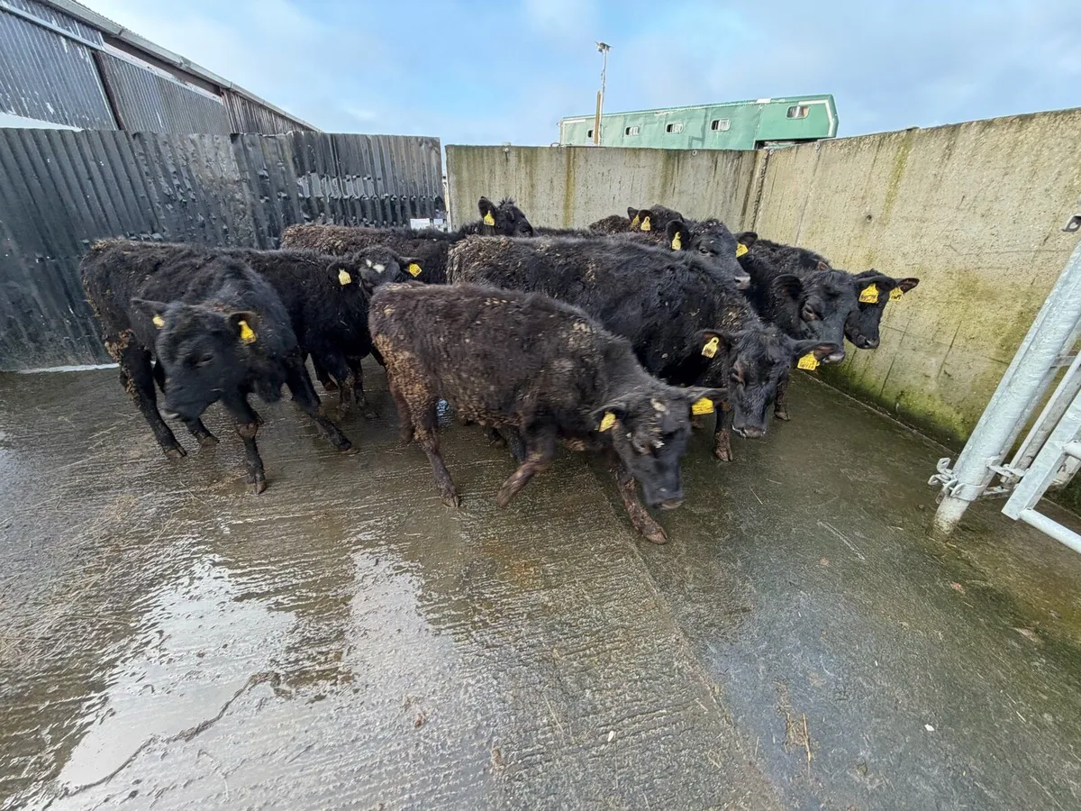 11 Super Angus Heifer Weanling for sale - Image 2