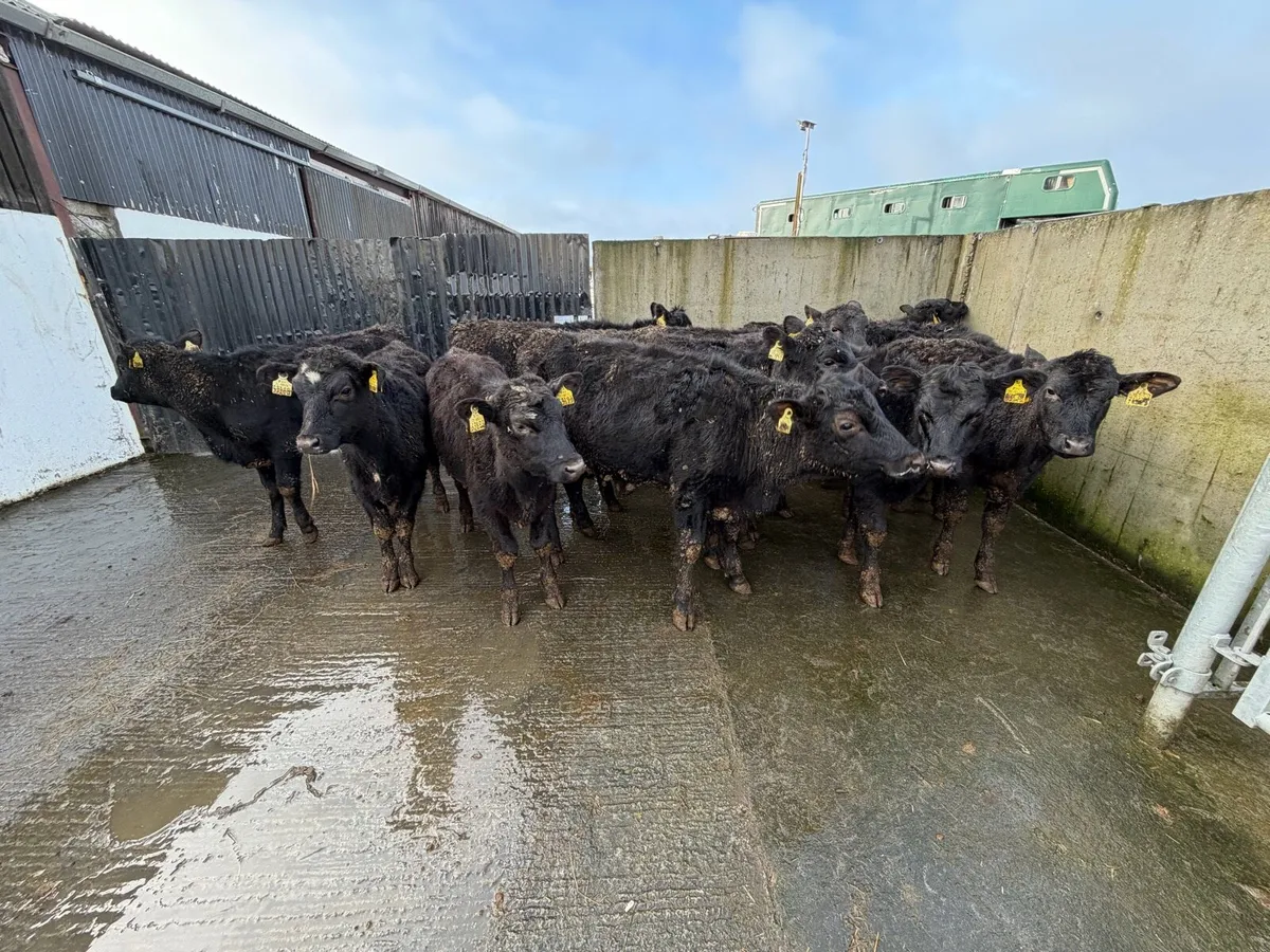 11 Super Angus Heifer Weanling for sale - Image 3