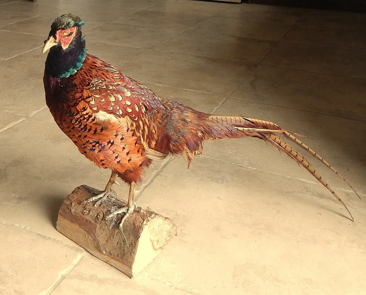 Vintage Taxidermy of Pheasant - Image 1