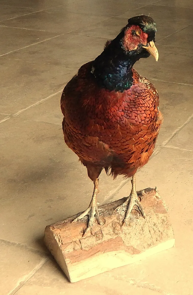 Vintage Taxidermy of Pheasant - Image 2
