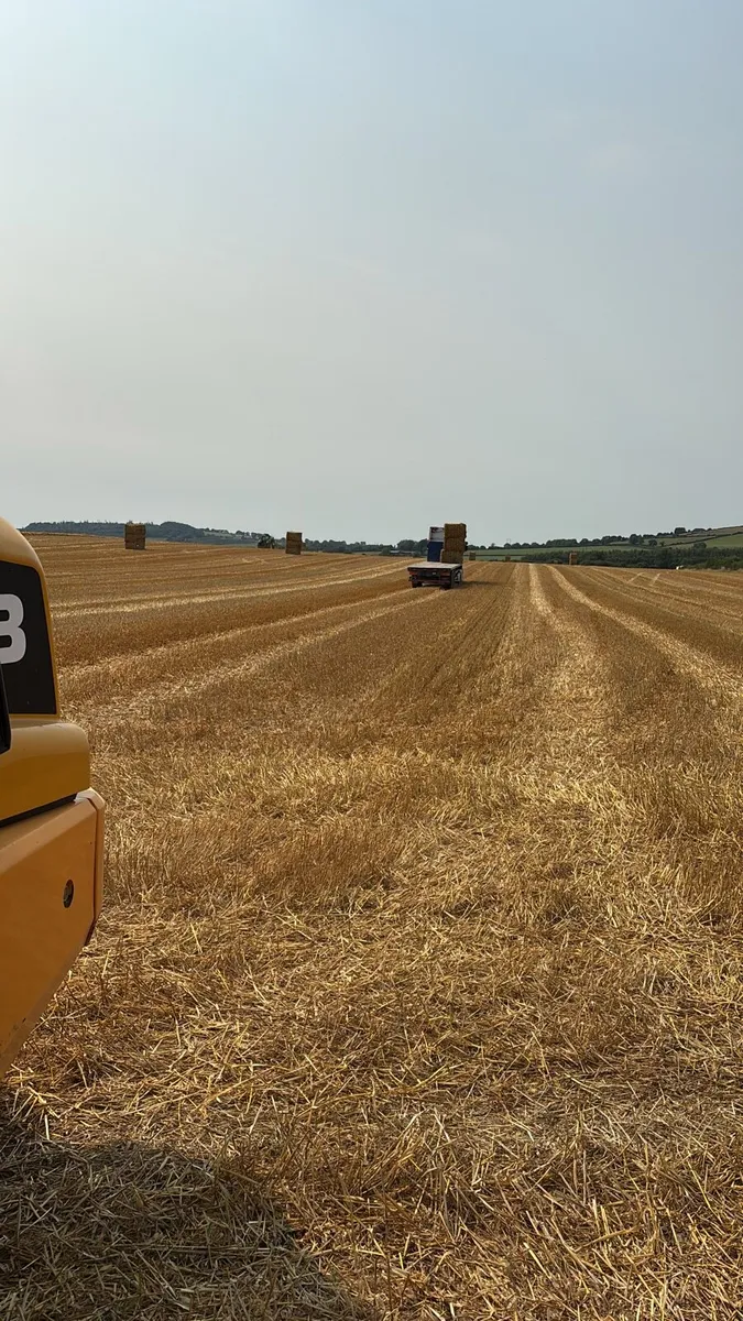 Square bales of straw - Image 2
