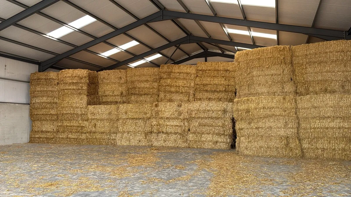 Square bales of straw - Image 1