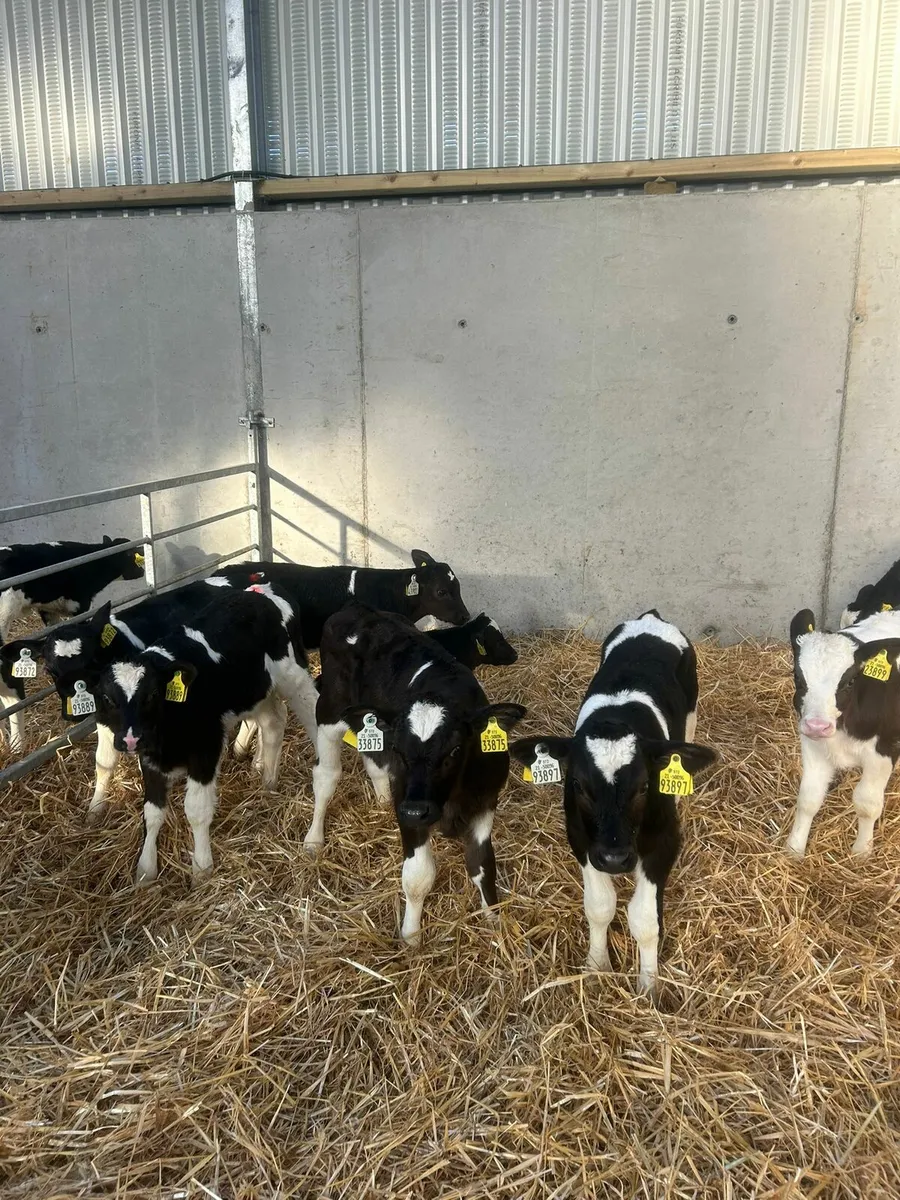 13 Friesian Bull Calves - Image 1