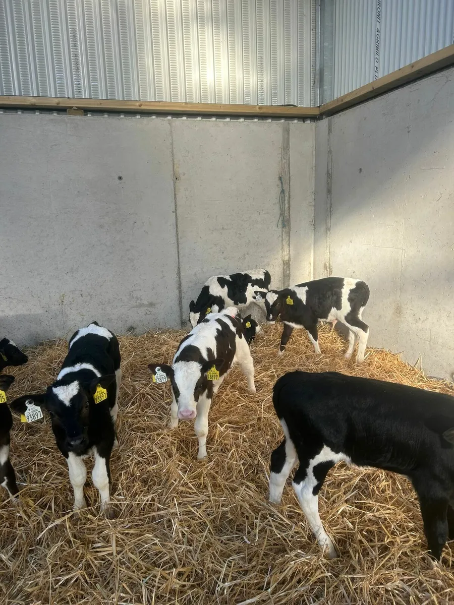 13 Friesian Bull Calves - Image 2
