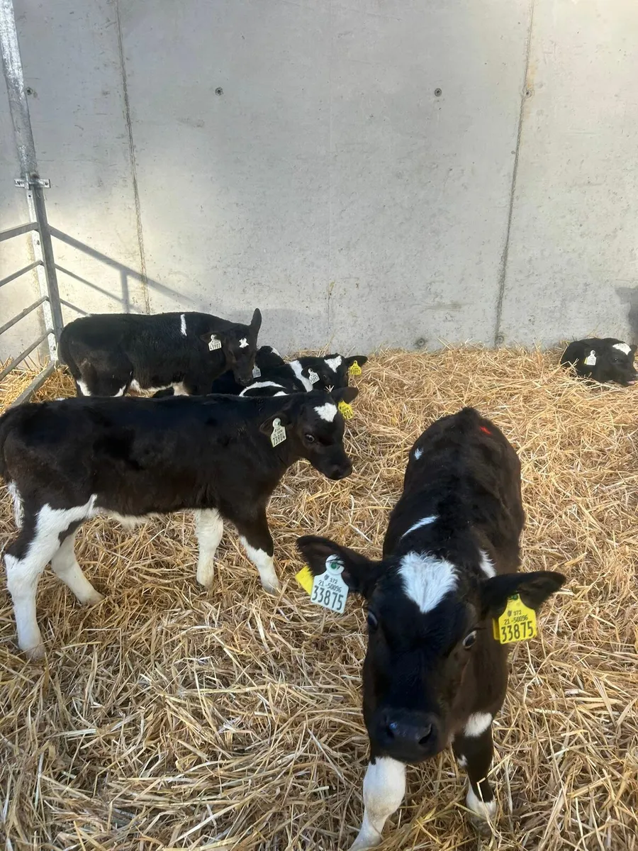 13 Friesian Bull Calves - Image 3