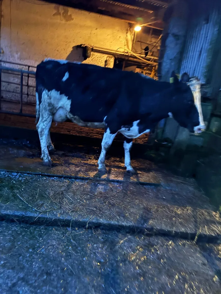 Fresian cow - Image 1