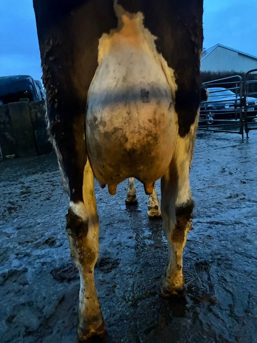 Fresian cow - Image 2