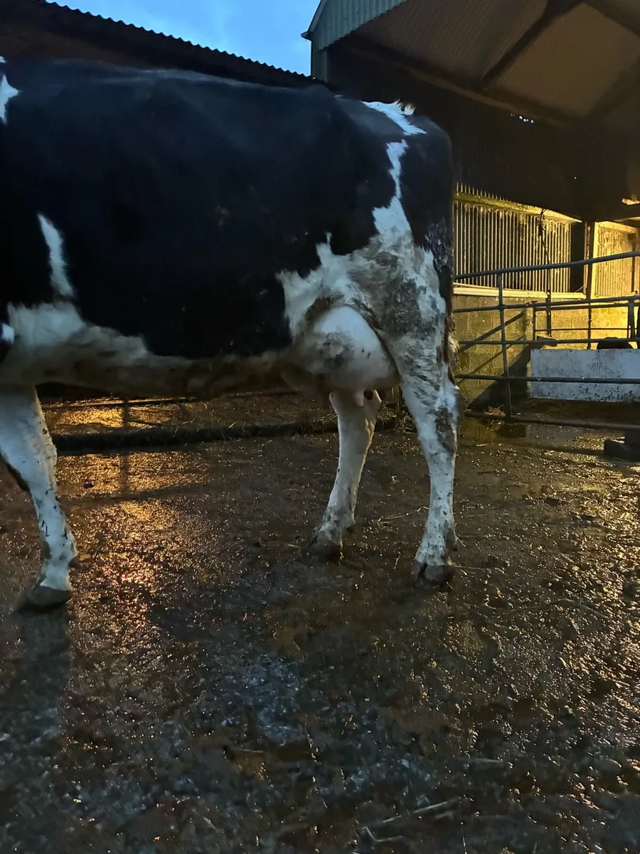 Fresian cow - Image 3