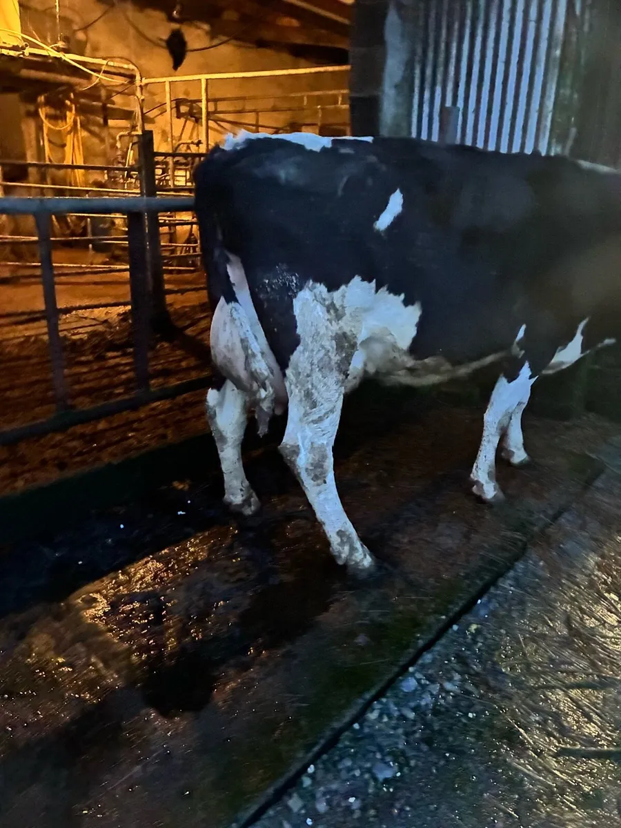 Fresian cow - Image 4