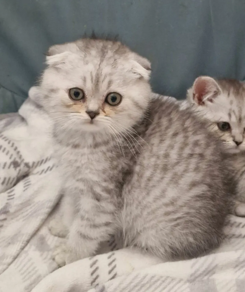 Scottish fold female