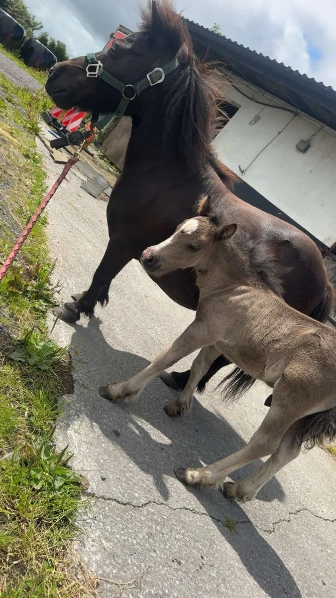 In Foal Shetland pony (No Texts) - Image 1