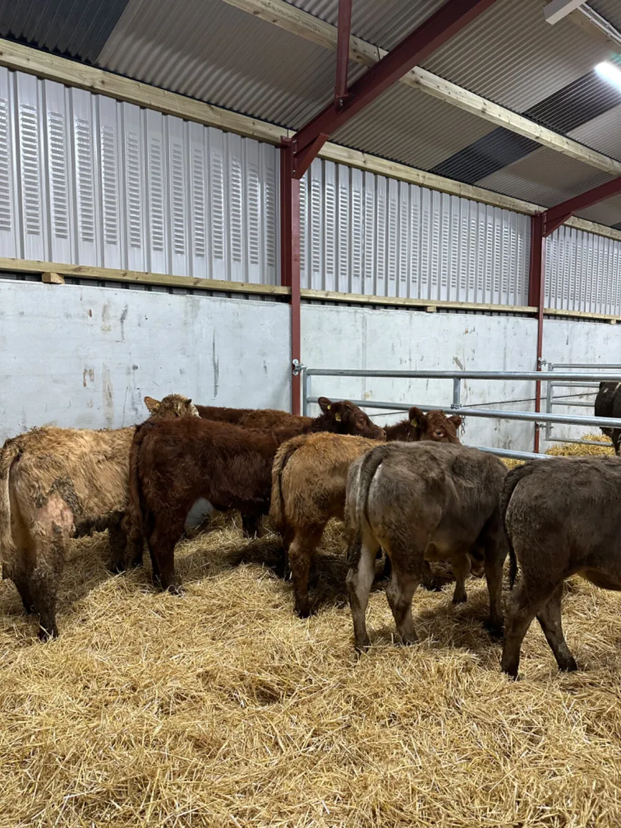 Lim and Charolais heifers - Image 1