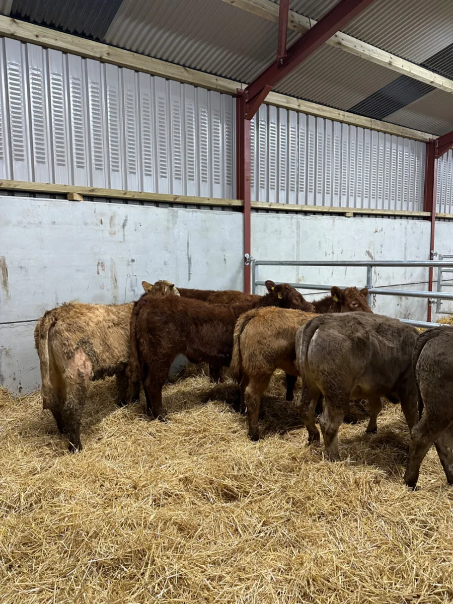 Lim and Charolais heifers - Image 2